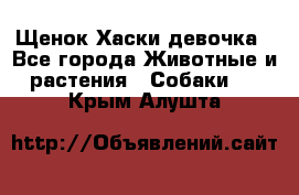 Щенок Хаски девочка - Все города Животные и растения » Собаки   . Крым,Алушта